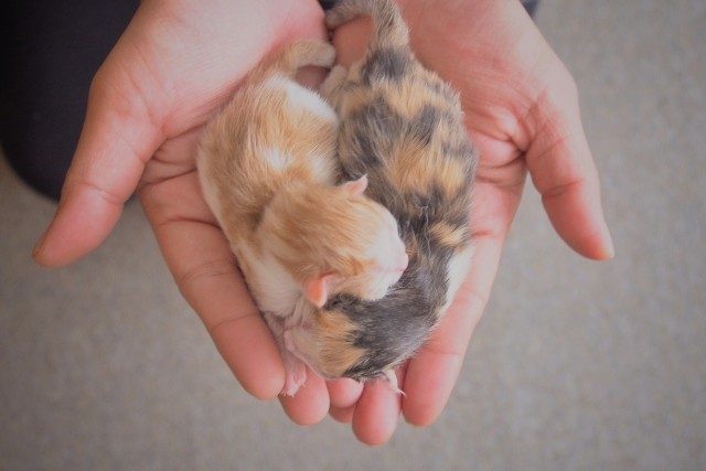 鈴鹿の猫カフェ「まるこ日和」  FAMIE ファミエ｜三重のイベント・恋 