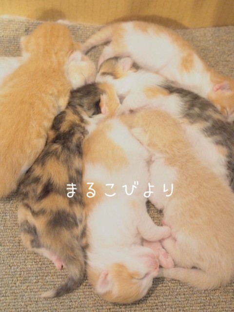 鈴鹿の猫カフェ「まるこ日和」  FAMIE ファミエ｜三重のイベント・恋 